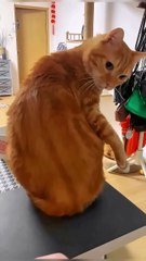 Funny Cat Says Nope! 🐈