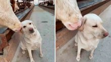 Schattige video toont een koe die een hond aait