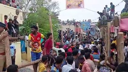 சோழவரத்தில் களைகட்டிய மஞ்சுவிரட்டு விழா.. களத்தில் சீறிப்பாய்ந்த காளைகள்!