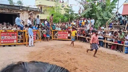 சோழவரத்தில் களைகட்டிய மஞ்சுவிரட்டு விழா.. களத்தில் சீறிப்பாய்ந்த காளைகள்!