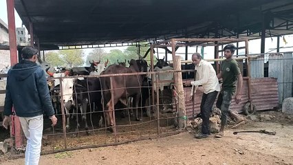 गोशाला के सुक्ला गृह के लोकार्पण पर 1001 विद्यार्थियों ने किया हनुमान चालीसा का पाठ। सभी विद्यार्थियों ने गोमाता को 11 व्यंजनों का भोजन कराया ।