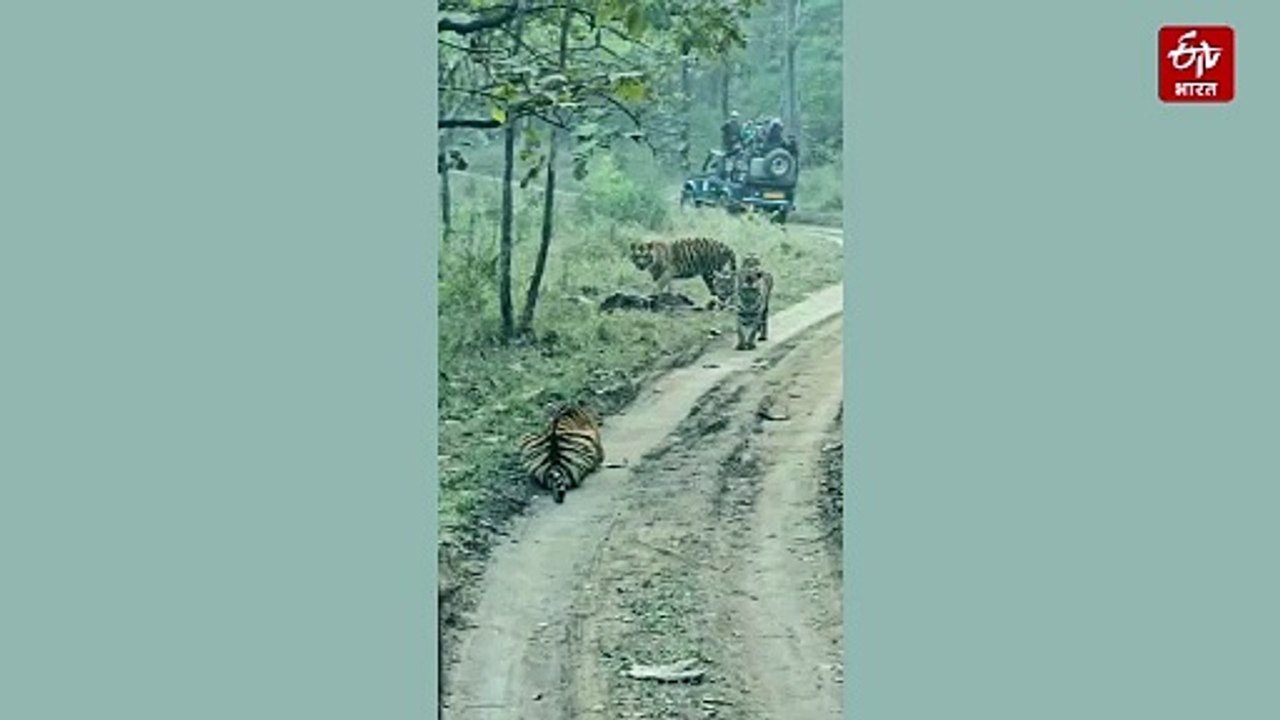 सतपुड़ा टाइगर रिजर्व में टाइगर फैमिली ने रोका टूरिस्ट का रास्ता, जमकर लिया सनबाथ