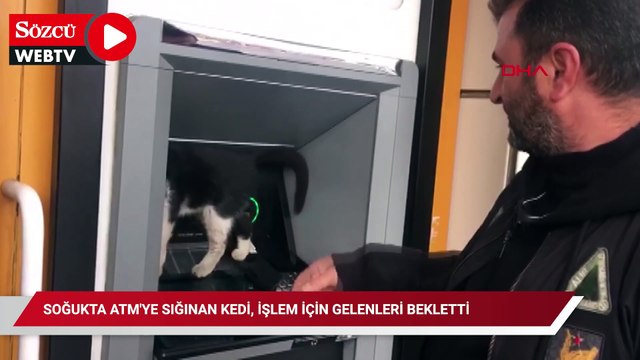 Soğukta ATM'ye sığınan kedi, işlem için gelenleri bekletti