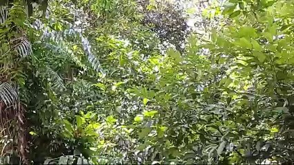 পৃথিৱীৰ দুস্প্ৰাপ্য সাতবিধ বানৰ প্ৰজাতি বিচৰণ স্থলী গিৱন অভায়ৰণ্য লৈ অশনি সংকেট।  গিৱনত সৃষ্টি হোৱা নতুন সংকটক লৈ উদিগ্ন প্ৰকৃতিপ্ৰেমী।।।।