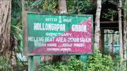 পৃথিৱীৰ দুস্প্ৰাপ্য সাতবিধ বানৰ প্ৰজাতি বিচৰণ স্থলী গিৱন অভায়ৰণ্য লৈ অশনি সংকেট।  গিৱনত সৃষ্টি হোৱা নতুন সংকটক লৈ উদিগ্ন প্ৰকৃতিপ্ৰেমী।।।।