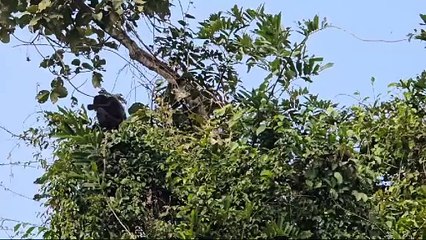 পৃথিৱীৰ দুস্প্ৰাপ্য সাতবিধ বানৰ প্ৰজাতি বিচৰণ স্থলী গিৱন অভায়ৰণ্য লৈ অশনি সংকেট।  গিৱনত সৃষ্টি হোৱা নতুন সংকটক লৈ উদিগ্ন প্ৰকৃতিপ্ৰেমী।।।।