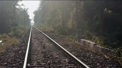 পৃথিৱীৰ দুস্প্ৰাপ্য সাতবিধ বানৰ প্ৰজাতি বিচৰণ স্থলী গিৱন অভায়ৰণ্য লৈ অশনি সংকেট।  গিৱনত সৃষ্টি হোৱা নতুন সংকটক লৈ উদিগ্ন প্ৰকৃতিপ্ৰেমী।।।।