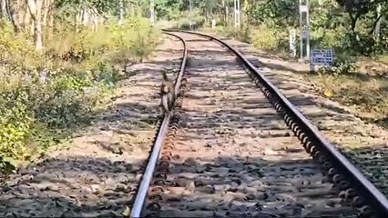 পৃথিৱীৰ দুস্প্ৰাপ্য সাতবিধ বানৰ প্ৰজাতি বিচৰণ স্থলী গিৱন অভায়ৰণ্য লৈ অশনি সংকেট।  গিৱনত সৃষ্টি হোৱা নতুন সংকটক লৈ উদিগ্ন প্ৰকৃতিপ্ৰেমী।।।।