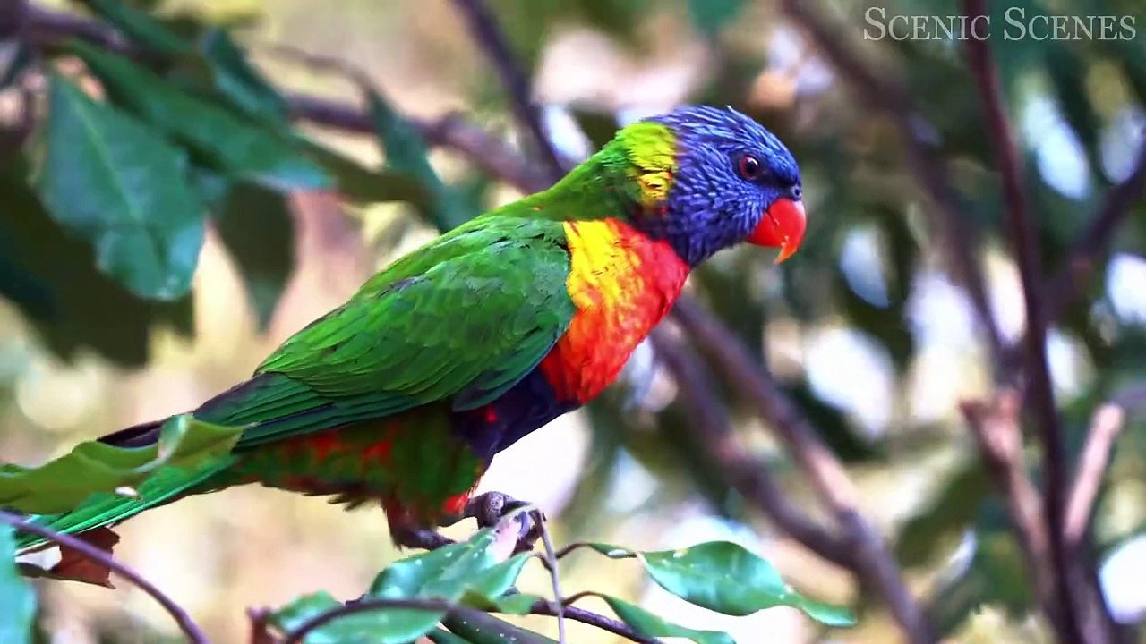 Jungle Birds 4K - Beautiful Birds Sound in the Rainforest ｜ Scenic Relaxation Film