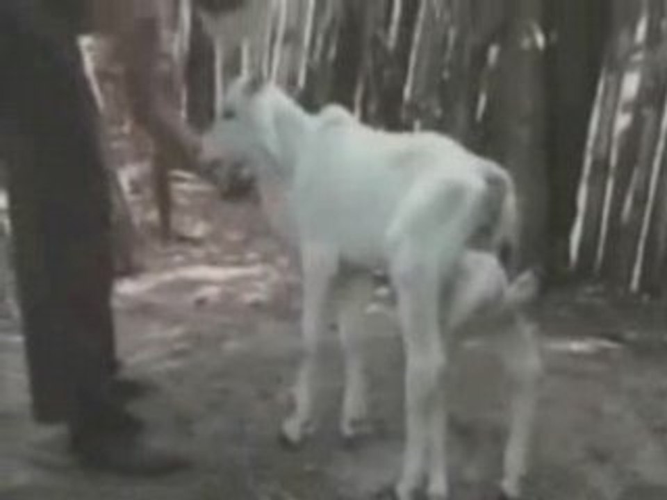 POOR Calf with 6 LEGS : /