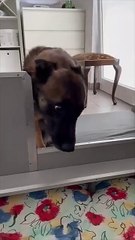 Dog Father Surprised with His Puppies after Seeing Them for the First Time