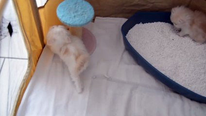 chatons persan nés le 2 Décembre 2024