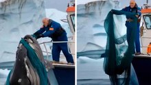 Video: man verwijdert net van een walvis, die terugkomt om hem te bedanken