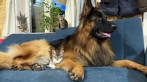 Kittens Won’t Sleep Unless Their German Shepherd is by Their Side