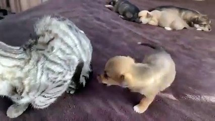 Funny Cat Reaction to Puppies [Kitty sees them for the First Time]