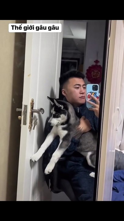 If you want to stop being bored when you are alone, raise a Husky dog ​​and you will laugh forever