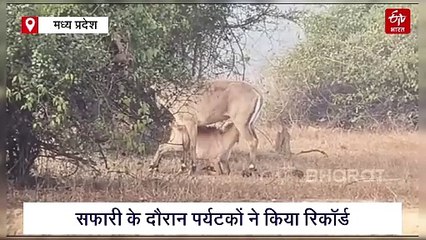 पन्ना टाइगर रिजर्व का रोमांचित करने वाला वीडियो, पर्यटकों ने नीलगाय को स्तनपान कराते किया रिकॉर्ड
