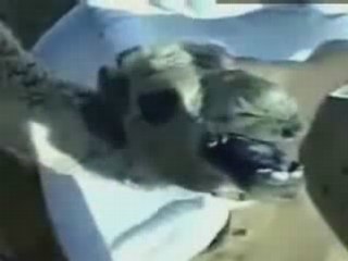 CAMEL is SPEAKING / TALKING