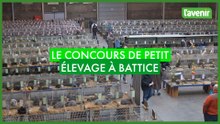 Le concours de petit élevage de Battice 2025