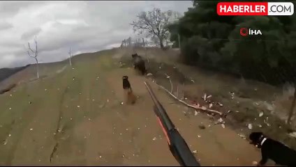 Manisa'da Domuz Avcıya Saldırdı