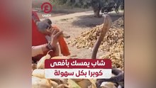 شاب يمسك بأفعى كوبرا بكل سهولة