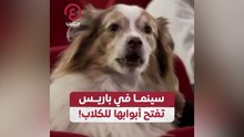 سينما في باريس تفتح أبوابها للكلاب!