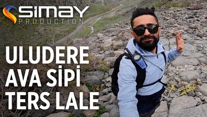 Uludere (Qılaban) Ava Sipi - Ters Lale (Guldexwin) [Doğa Gezileri]