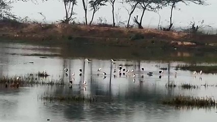 ସାତକୋଶିଆ ଗଣ୍ଡରେ ଚାଲିଛି ପକ୍ଷୀ ଗଣନା, ଶୁଭୁଚି ବିଦେଶୀ ପକ୍ଷୀ ଙ୍କ କଲରବ।