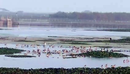 ସାତକୋଶିଆ ଗଣ୍ଡରେ ଚାଲିଛି ପକ୍ଷୀ ଗଣନା, ଶୁଭୁଚି ବିଦେଶୀ ପକ୍ଷୀ ଙ୍କ କଲରବ।