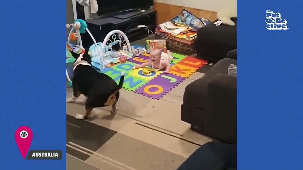 20 Minutes of HILARIOUS Babies Laugh