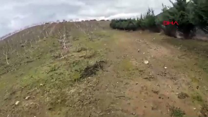 Yaralı yaban domuzu, kendisini vuran avcıya saldırdı