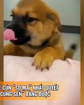 Sen, bitte lassen Sie mich zu Bett gehen ... Ich habe solche Angst vor Geistern, Sen ...