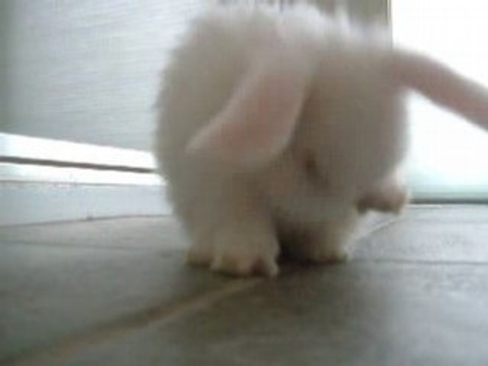 Cute Little RABBIT