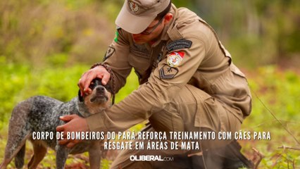 Corpo de Bombeiros do Pará reforça treinamento com cães para resgate em áreas de mata