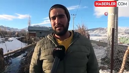 Muş'ta Besicilerden Alternatif Yem Yöntemi: Söğüt Dalları