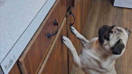 Sneaky pug goes for fries and sandwich but gets stopped