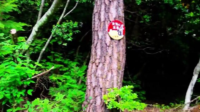 6 Most Disturbing Forest Encounters Caught on Camera