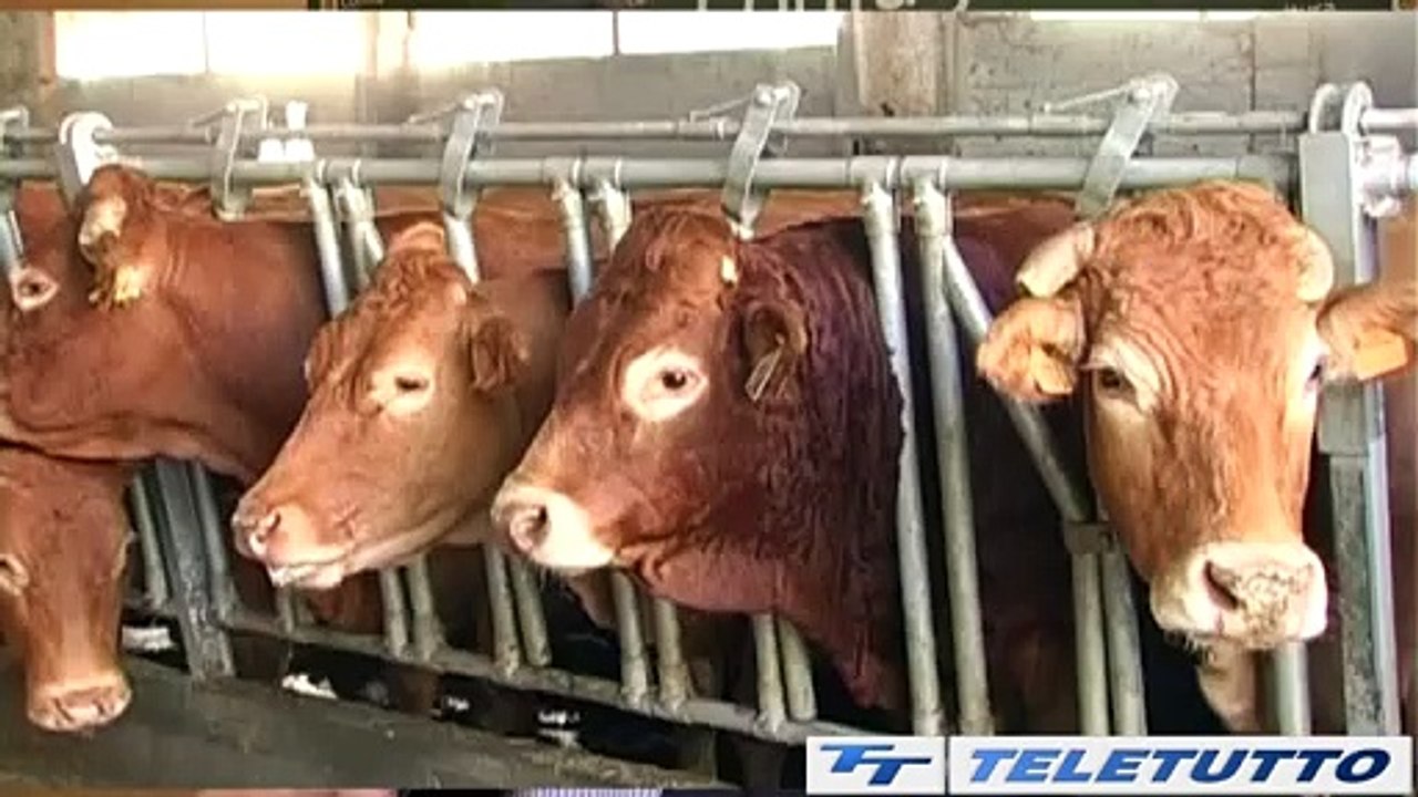 Video News - Confagricoltura: "Direttiva nitrati da modificare"