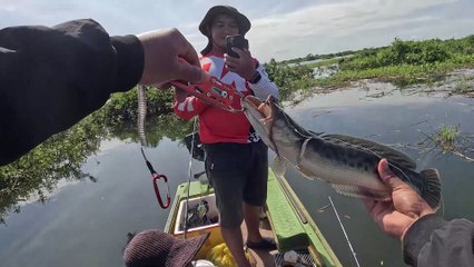 Giant Snakehead fishing at Tonlesab