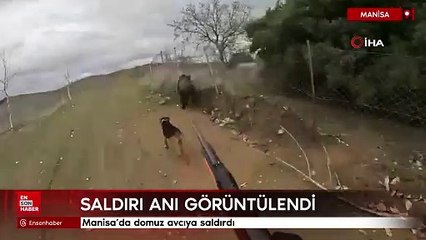 Manisa’da domuz avcıya saldırdı