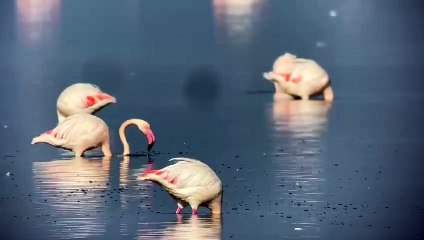 I fenicotteri in oasi nella laguna di Orbetello (video dell'associazione Occhio in Oasi)