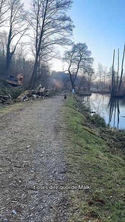Quand ton chien décide de sa balade