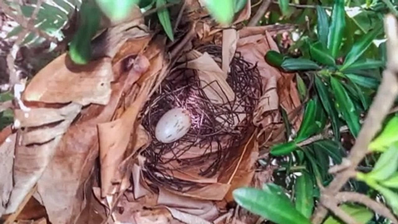 Conservationists successfully breed Papua New Guinea’s national Raggiana bird