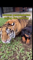 friendship between wild and domestic animals
