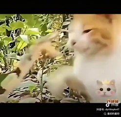 Kucing Akmal yang Lucu dan Menggemaskan 🐱