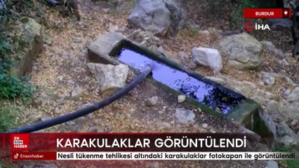 Nesli tükenme tehlikesi altındaki karakulaklar fotokapan ile görüntülendi
