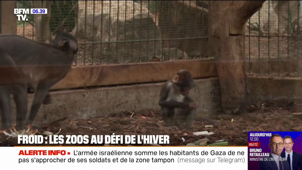 Froid: les zoos au défi de l'hiver