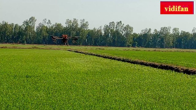 drone spraying pesticides for rice