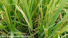 Chilo suppressalis