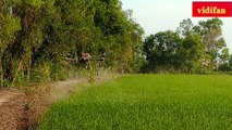 drone spraying pesticides for rice